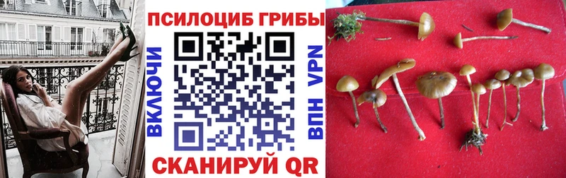 Псилоцибиновые грибы Cubensis  Купить закладки  Советская Гавань 